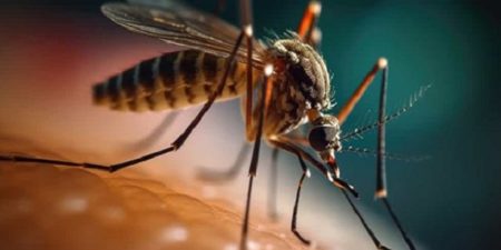 Santé: 31 cas détectés, aucun décès signalé,la médecin-chef de Pikine alerte sur la montée de la dengue
