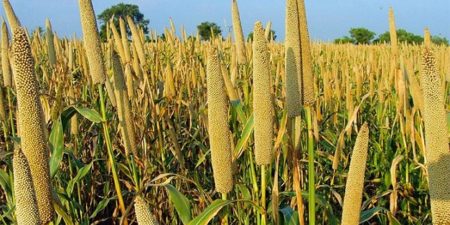 Forum des Solutions et Innovations Locales (FISOL) :  Le Rendez-vous des idées novatrices et d’actions concrètes pour la transition verte au Sénégal.