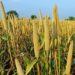 Forum des Solutions et Innovations Locales (FISOL) :  Le Rendez-vous des idées novatrices et d’actions concrètes pour la transition verte au Sénégal.