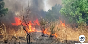 Environnement : à Boyinadji, un feu de brousse ravage une importante surface de tapis herbacé