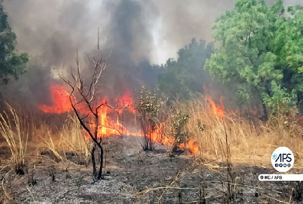 Environnement : à Boyinadji, un feu de brousse ravage une importante surface de tapis herbacé