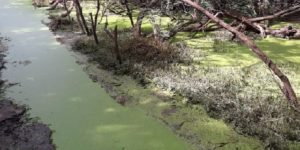 Sauvons ce Parc forestier de Hann   Par Amadou Tidiane Wone
