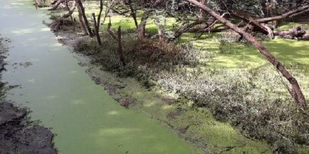 Sauvons ce Parc forestier de Hann   Par Amadou Tidiane Wone