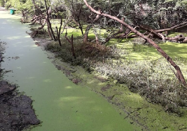 Sauvons ce Parc forestier de Hann   Par Amadou Tidiane Wone