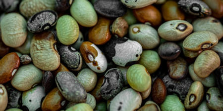 Les plantes qui nourrissent la population mondiale : Aperçu des tendances qui façonnent l’avenir de nos cultures et les cultures de notre avenir (FAO)