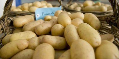 Journée internationale de la pomme de terre : A la célébration inaugurale, la FAO souligne l’importance et le potentiel de cette culture