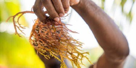 Histoire de la FAO source de motivation : Culture du goémon: un secteur insulaire en plein essor