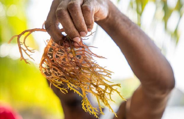 Histoire de la FAO source de motivation : Culture du goémon: un secteur insulaire en plein essor