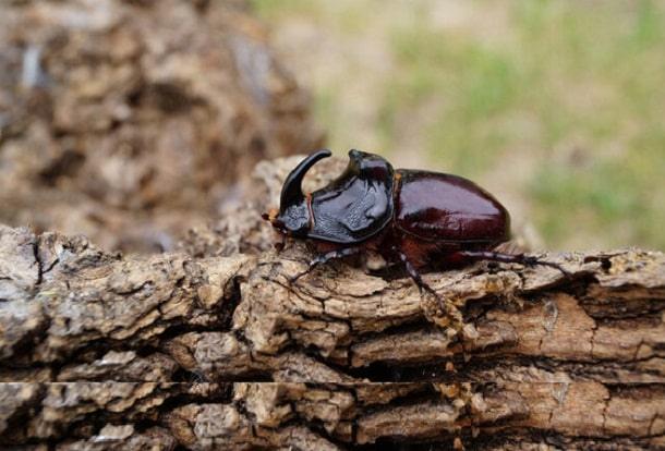 Les Îles Marshall aux prises avec le rhinocéros du cocotier : L’histoire d’un péril pour une culture essentielle et du combat pour la sauver
