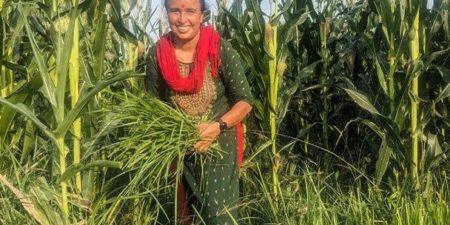 Histoire de la FAO, source de motivation : Au Népal, des femmes pratiquent l’agriculture climato-résiliente au service de rendements accrus et meilleurs
