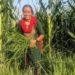 Histoire de la FAO, source de motivation : Au Népal, des femmes pratiquent l’agriculture climato-résiliente au service de rendements accrus et meilleurs