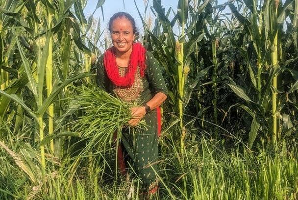 Histoire de la FAO, source de motivation : Au Népal, des femmes pratiquent l’agriculture climato-résiliente au service de rendements accrus et meilleurs