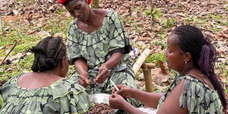 Histoire de la FAO, source de Motivation : Renforcer la résilience climatique de la filière du cacao en Côte d’Ivoire