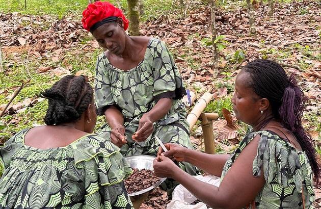 Histoire de la FAO, source de Motivation : Renforcer la résilience climatique de la filière du cacao en Côte d’Ivoire