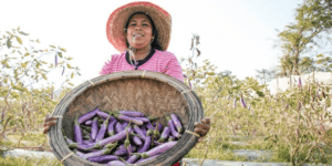 Histoire de la FAO, source de motivation : Grâce à des pratiques agricoles et des technologies adaptées, l’aubergine abonde au Sri Lanka