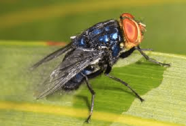 Alerte Fao :  Au Sénégal, la lucilie bouchère frappe les animaux et menace les humains