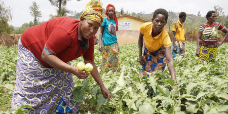 Histoire de la FAO source de Motivation : Au Burundi, l’innovation ouvre la voie vers la prospérité