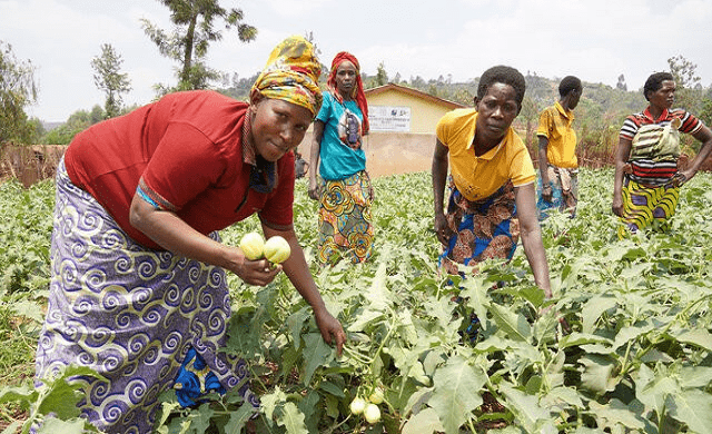 Histoire de la FAO source de Motivation : Au Burundi, l’innovation ouvre la voie vers la prospérité
