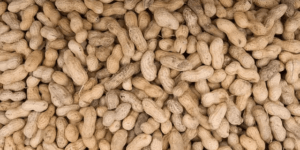 Commercialisation de l’arachide à Kaolack : les producteurs étranglés, le marché grippé, l’État interpellé