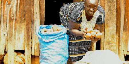 Histoire de la FAO source de motivation : L’UNICA, une pomme de terre qui n’a pas son égale