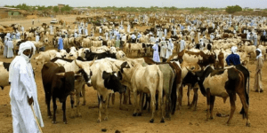 Kaolack a abrité la 9e Journée Nationale de l&rsquo;Élevage : Les mesures pour un secteur plus résilient du président Bassirou Diomaye Faye