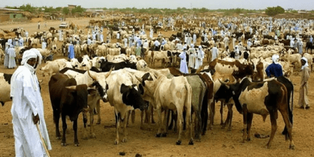 Kaolack a abrité la 9e Journée Nationale de l’Élevage : Les mesures pour un secteur plus résilient du président Bassirou Diomaye Faye