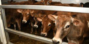 Intensification pour l’autosuffisance laitière : Débarquement  de 1 250 génisses gestantes en provenance de France au Port de Dakar