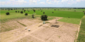 Sénégal : Un financement de 50 fermes modernes de 20 hectares dédiées aux coopératives agricoles communautaires (CAC)