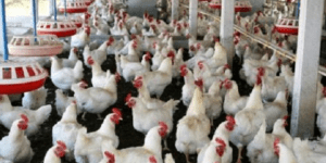 Tambacounda : à l’approche de la korité, les aviculteurs peinent à approvisionner le marché