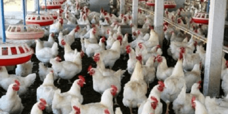 Tambacounda : à l’approche de la korité, les aviculteurs peinent à approvisionner le marché