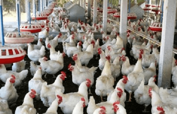 Tambacounda : à l’approche de la korité, les aviculteurs peinent à approvisionner le marché