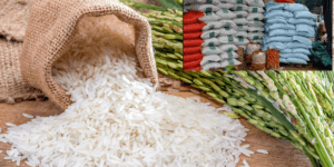 Accord au Conseil national de la consommation sur le prix du riz brisé importé : une baisse de 50 FCFA annoncée à partir de 2026