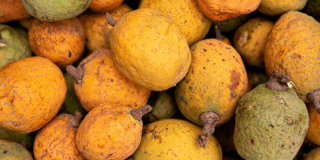 Histoire de la FAO, source de motivation : Le madd de la Casamance, fruit d’un engouement