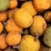 Histoire de la FAO, source de motivation : Le madd de la Casamance, fruit d’un engouement