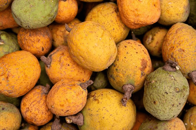 Histoire de la FAO, source de motivation : Le madd de la Casamance, fruit d’un engouement