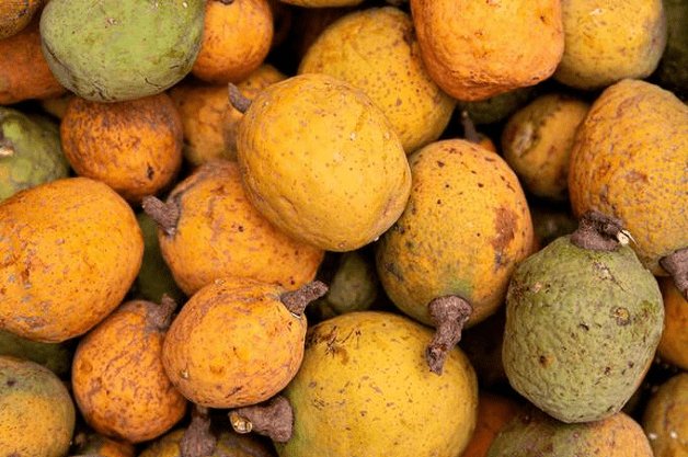 Histoire de la FAO, source de motivation : Le madd de la Casamance, fruit d’un engouement
