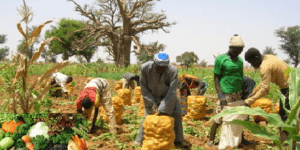Lettre ouverte au Président Bassirou Diomaye Diakhar Faye sur la face cachée de la crise de l’horticulture au Sénégal Par Amar Yaya Sall Agropasteur