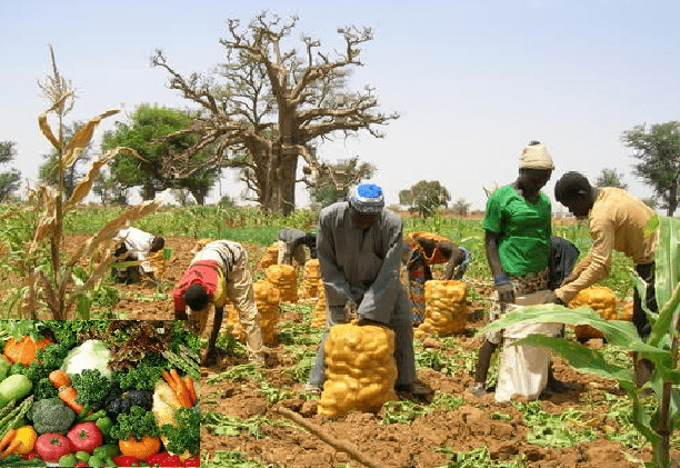 Lettre ouverte au Président Bassirou Diomaye Diakhar Faye sur la face cachée de la crise de l’horticulture au Sénégal Par Amar Yaya Sall Agropasteur