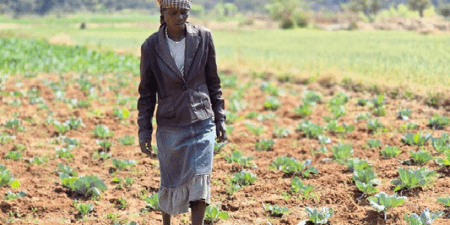 Histoire de la FAO, source de motivation : Un jardin de lumière, nouvel élan à l’agriculture et à la vie en Angola
