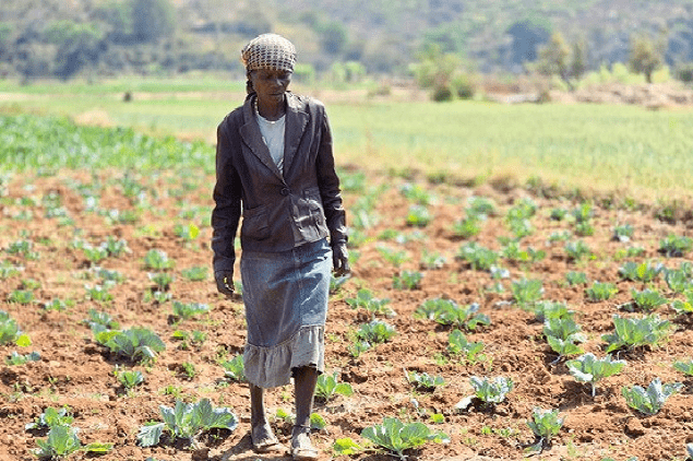 Histoire de la FAO, source de motivation : Un jardin de lumière, nouvel élan à l’agriculture et à la vie en Angola