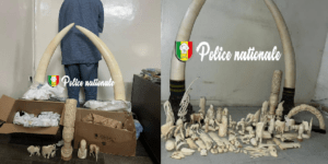 Trafic d’ivoire : un individu interpellé à Dakar par la Sûreté Urbaine