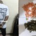 Ziguinchor : un trafiquant d’ecstasy interpellé avec 194 comprimés et du Skunk dissimulés dans des pots de café