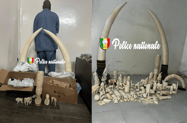 Trafic d’ivoire : un individu interpellé à Dakar par la Sûreté Urbaine