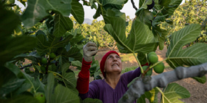 Histoire de la FAO, source de motivation : Protéger les figues noires et les pêches de Bursa (Türkiye), de l’arbre à l’assiette