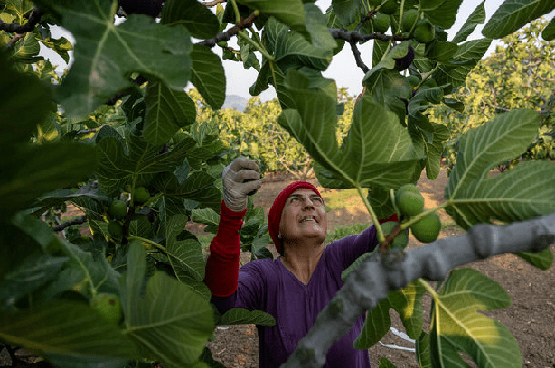 Histoire de la FAO, source de motivation : Protéger les figues noires et les pêches de Bursa (Türkiye), de l’arbre à l’assiette