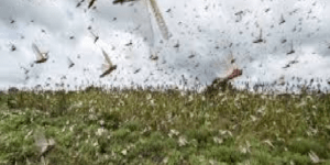 Criquets pèlerins : face à l’invasion acridienne, des mesures coordonnées pour protéger les cultures, le Sénégal avec un dispositif préventif dans la vallée du fleuve