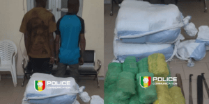 Trafic transfrontalier : la police intercepte 54 kg de chanvre indien en provenance de Gambie à Fatick, en pleine forêt