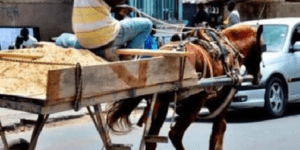 Location de charrette à Rufisque : une querelle financière se solde par un homicide , un homme en garde à vue