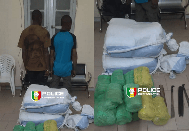 Trafic transfrontalier : la police intercepte 54 kg de chanvre indien en provenance de Gambie à Fatick, en pleine forêt