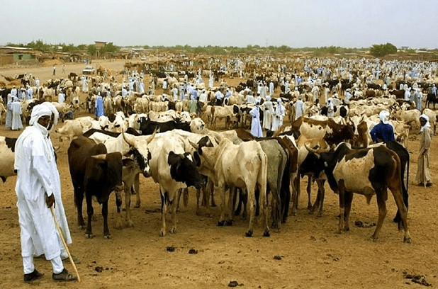 Bambey : des éleveurs contestent la hausse de la taxe municipale et dénoncent les conditions du foirail